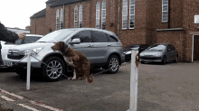 Dog Chain Surfing GIF - Dogs GIFs