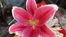 Flower Pink GIF - Flower Pink Bloom GIFs