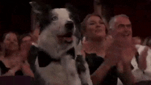 Messi Dog GIF - Messi Dog Clapping GIFs