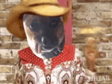 Cowboy Puppy GIF