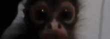 a close up of a person 's face with a monkey 's face in the background .