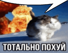 a cat is standing in front of an explosion with a speech bubble that says totally poxyy