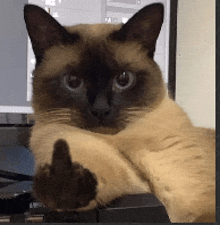 a siamese cat giving the middle finger while laying on a keyboard