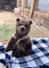 a small bear cub is sitting on a checkered blanket .