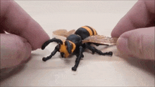 a person is playing with a toy wasp on a wooden surface .