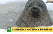 a seal is swimming in the water with a foreign language advertisement below it