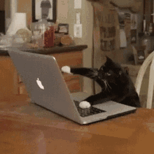 cat typing modern times laptop black cat