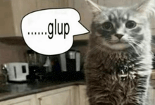 a cat standing in a kitchen with a speech bubble that says glup