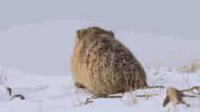 Cat Manul GIF - Cat Manul Snow GIFs