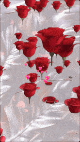 a bunch of red roses with hearts on them