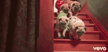 She & Him - Winter Wonderland GIF - Pus Pug Dogs GIFs