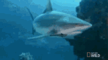 swimming animal armory sea ocean shark