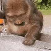 a close up of a monkey sitting on a concrete ledge .