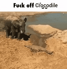 an elephant and a crocodile are standing next to each other in the dirt near a body of water .