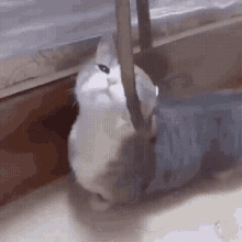 GIF