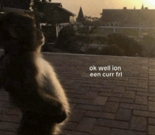 a monkey standing on a brick sidewalk with the words ok well ion een curr fri below it