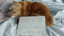 Lucky Luckycciolo GIF - Lucky Luckycciolo Luckycciolin GIFs