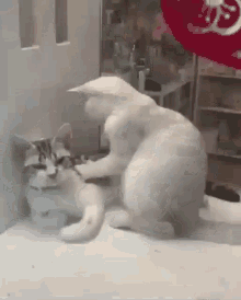 Cat Massage GIF - Cat Massage Cutie GIFs