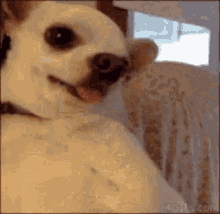 Hilarious Mad GIF - Hilarious Mad Chihuahua GIFs