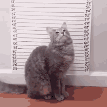 a cat is standing in front of a ruler that shows it 's height at 58 inches