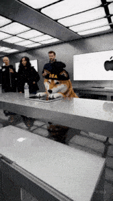 a dog wearing a dea hat sits at a desk