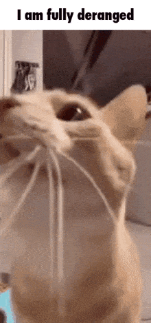 Cat Deranged GIF - Cat Deranged Mental Cat GIFs
