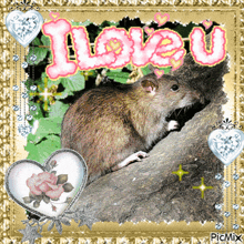 Rat Cute Rat GIF - Rat Cute Rat Cute GIFs