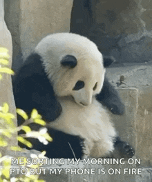Panda Huahua GIF - Panda Huahua GIFs