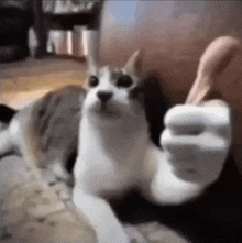 a cat is sitting on a couch giving a thumbs up .
