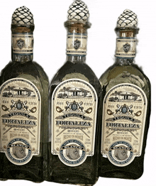 tequila fortaleza shots tequila fortaleza shots