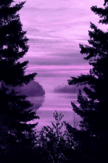 Purple GIF