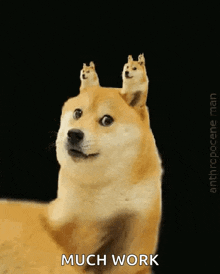 Doge Cage Dogecoin GIF - Doge Cage Dogecoin GIFs