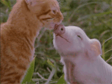 Love Much Kitty GIF - Love Much Kitty Pig GIFs