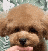 a close up of a poodle being held by a person