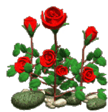 rosegarden redroses