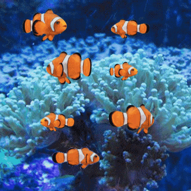 Animated Fish Aquarium GIFs | Tenor