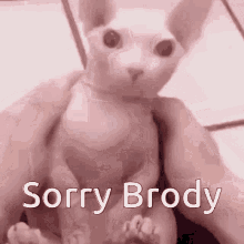 Sorry Brody Sorry GIF