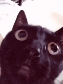 Angry Black Cat Meme GIF