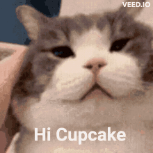Hi Cupcake Cat GIF - Hi Cupcake Cat Cute GIFs