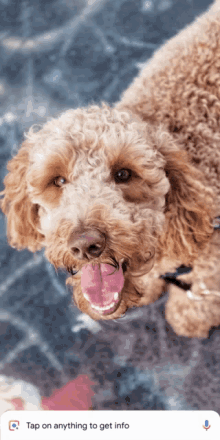 Dog Google Lens GIF - Dog Google Lens Google GIFs