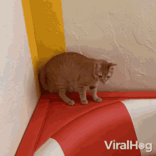 I Will Catch You Viralhog GIF - I Will Catch You Viralhog Let Me Grab This Tail GIFs