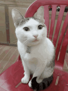 Meo Meow GIF - Meo Meow Cat GIFs