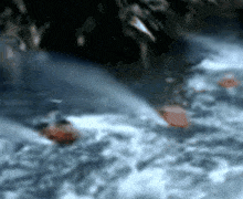 Jungle Cruise Piranhas Jungle GIF