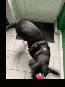 a black dog wearing a harness is standing on its hind legs