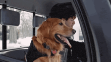 a man driving a truck with a dog in the back