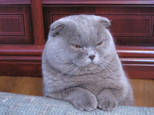 a gray cat with orange eyes is sitting on a blue rug
