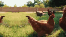 Roosters Weed Em And Reap GIF - Roosters Weed Em And Reap Chickens GIFs