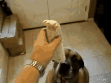 Burrito Dog GIF - Burrito Dog Eating GIFs