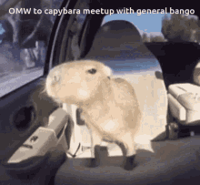 Capybara Meetup GIF