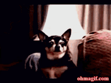 Surprise Surprised GIF - Surprise Surprised Chihuahua GIFs